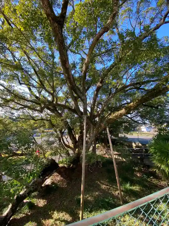 大智院(清水寺大智院)の自然
