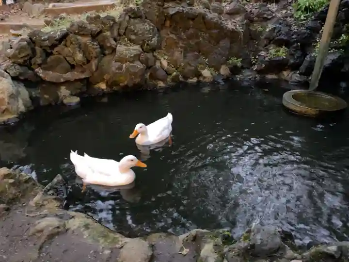 平塚八幡宮の動物