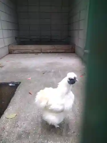 阿智神社の動物