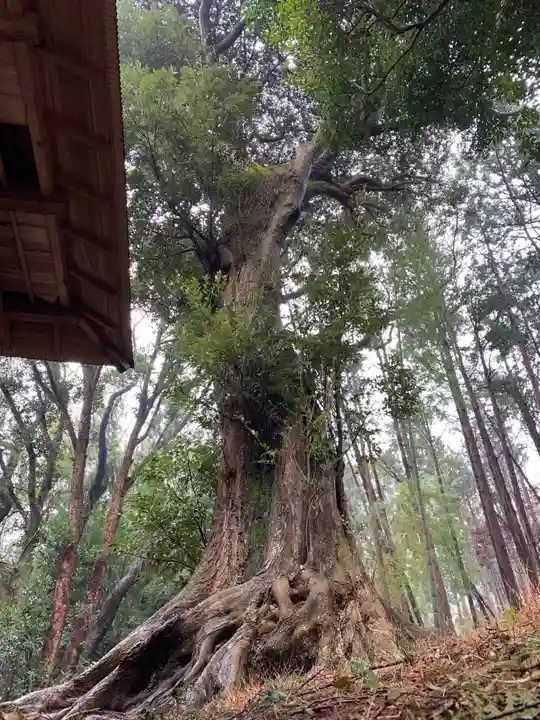 浅間神社の自然