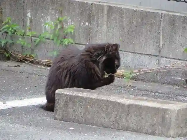 月夜見宮(豊受大神宮別宮)の動物