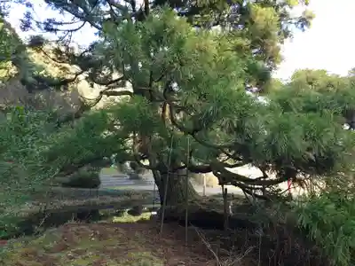 一本杉神社(島根県)