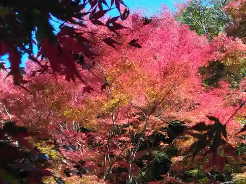 明月院(神奈川県)
