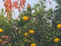 正光寺(大阪府)