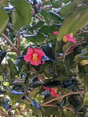 椿大神社(三重県)