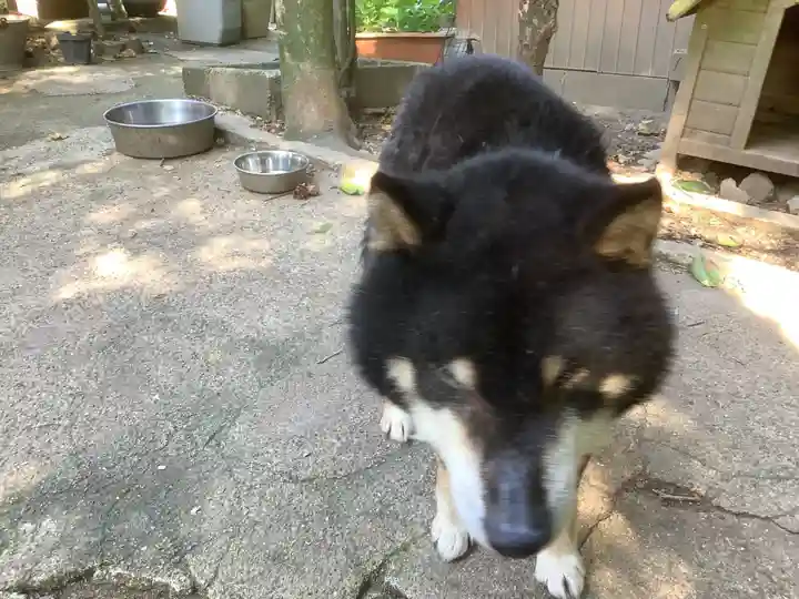 玉野御嶽神社の動物