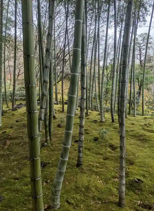 常寂光寺の自然