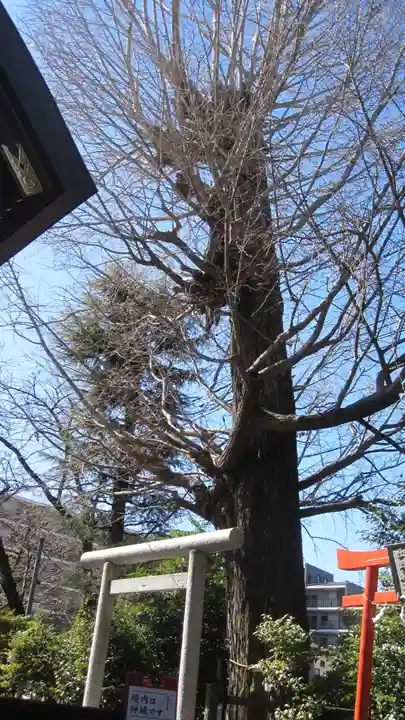 朝日氷川神社(埼玉県)