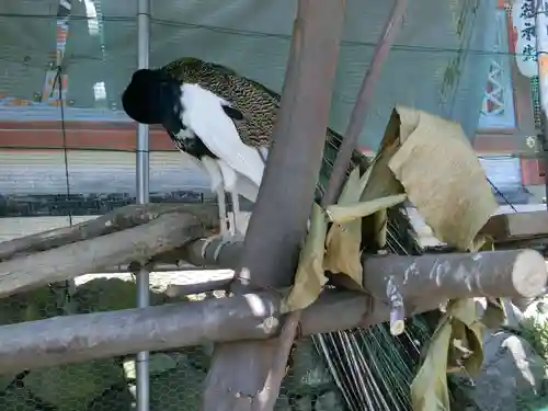 粉河産土神社（たのもしの宮）の動物
