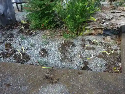 伊勢原 法泉寺の自然