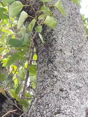 福井神社(福井県)