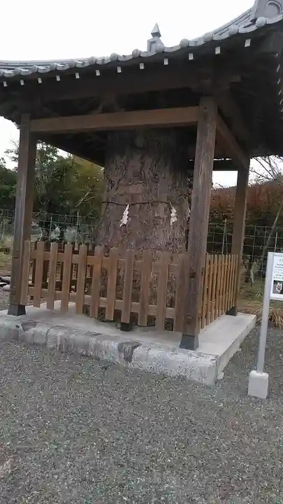 高木神社の自然