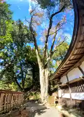 丹生川上神社（下社）(奈良県)