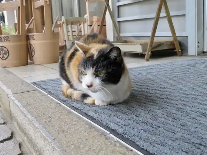 薬師寺 南蔵院 の動物