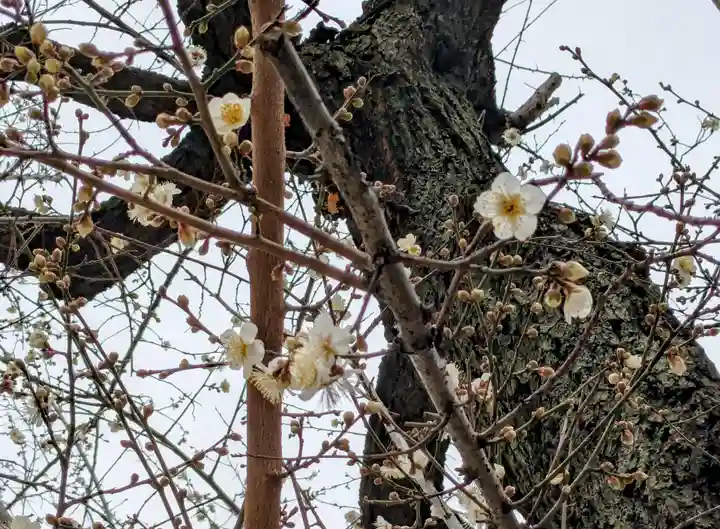 花園神社の自然