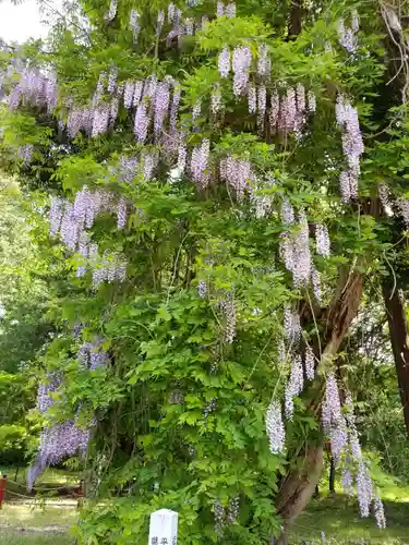 伊佐須美神社の自然