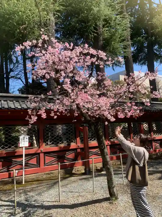 根津神社の{uncategorized: "未分類", other: "その他", undefined: "問題あり", building: "その他建物", grave: "お墓", sacred_gate: "鳥居", guardian: "狛犬", statue: "像", buddha: "仏像", history: "歴史", nature: "自然", garden: "庭園", animal: "動物", pagoda: "塔", temizu: "手水舎", mountain_gate: "山門・神門", sanctuary: "本殿・本堂", subordinate: "末社・摂社", art: "芸術", scenery: "景色", jizo: "地蔵", ema: "絵馬", goshuin: "御朱印", omikuji: "おみくじ", items: "授与品その他", amulet: "お守り", goshuincho: "御朱印帳", eats: "食事", festival: "お祭り", votive_dance: "神楽", shichigosan: "七五三参", wedding: "結婚式", experience: "体験その他", initially: "初詣", around: "周辺", anti_infection: "感染症対策"}