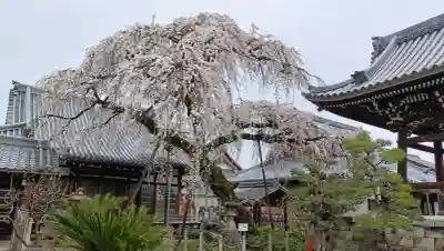円明寺の{uncategorized: "未分類", other: "その他", undefined: "問題あり", building: "その他建物", grave: "お墓", sacred_gate: "鳥居", guardian: "狛犬", statue: "像", buddha: "仏像", history: "歴史", nature: "自然", garden: "庭園", animal: "動物", pagoda: "塔", temizu: "手水舎", mountain_gate: "山門・神門", sanctuary: "本殿・本堂", subordinate: "末社・摂社", art: "芸術", scenery: "景色", jizo: "地蔵", ema: "絵馬", goshuin: "御朱印", omikuji: "おみくじ", items: "授与品その他", amulet: "お守り", goshuincho: "御朱印帳", eats: "食事", festival: "お祭り", votive_dance: "神楽", shichigosan: "七五三参", wedding: "結婚式", experience: "体験その他", initially: "初詣", around: "周辺", anti_infection: "感染症対策"}