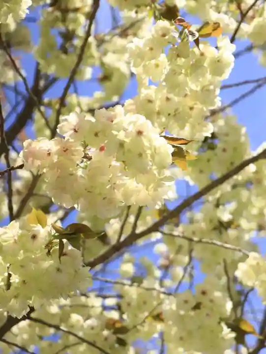金櫻神社の{uncategorized: "未分類", other: "その他", undefined: "問題あり", building: "その他建物", grave: "お墓", sacred_gate: "鳥居", guardian: "狛犬", statue: "像", buddha: "仏像", history: "歴史", nature: "自然", garden: "庭園", animal: "動物", pagoda: "塔", temizu: "手水舎", mountain_gate: "山門・神門", sanctuary: "本殿・本堂", subordinate: "末社・摂社", art: "芸術", scenery: "景色", jizo: "地蔵", ema: "絵馬", goshuin: "御朱印", omikuji: "おみくじ", items: "授与品その他", amulet: "お守り", goshuincho: "御朱印帳", eats: "食事", festival: "お祭り", votive_dance: "神楽", shichigosan: "七五三参", wedding: "結婚式", experience: "体験その他", initially: "初詣", around: "周辺", anti_infection: "感染症対策"}