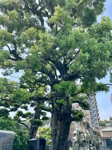 長円寺(静岡県)