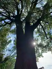 冠稲荷神社の自然