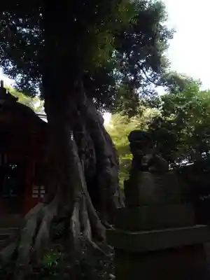 大井香取神社の自然