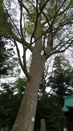 酒門神社の自然