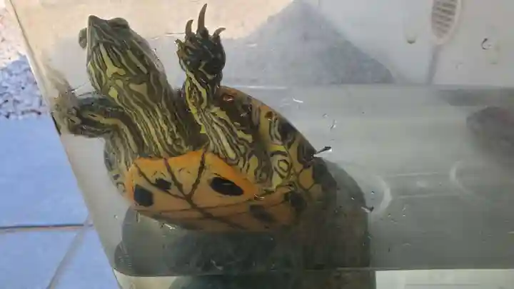 東濱恵美須神社の動物