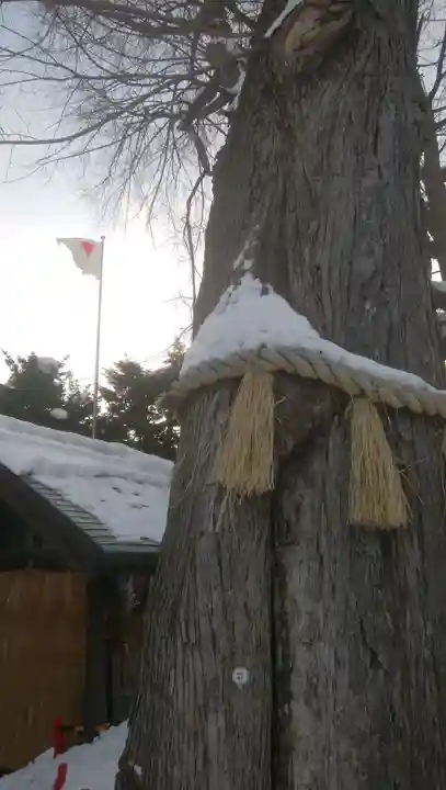 札幌諏訪神社の自然