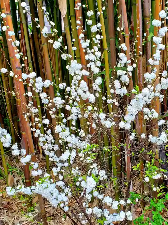 鷺宮八幡神社の自然