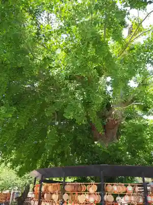 今戸神社の絵馬