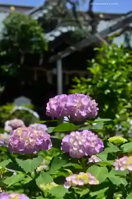 白山神社(東京都)