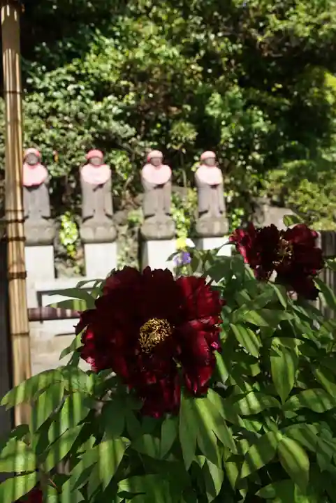 東長谷寺 薬王院の自然