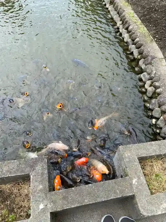 伊佐須美神社の動物