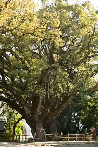 伊曽乃神社(愛媛県)