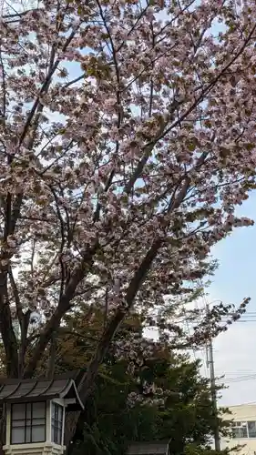 新琴似神社の自然