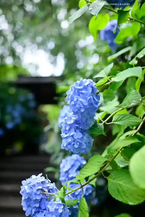 明月院(神奈川県)