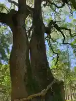 伊弉諾神宮の自然