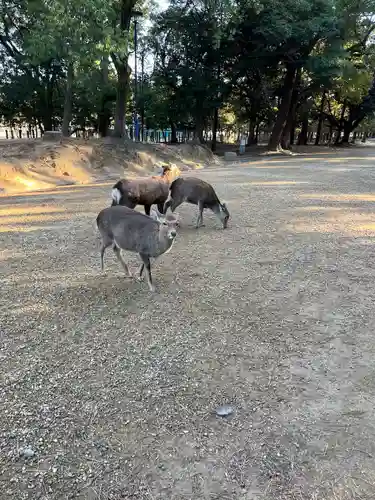 春日大社(奈良県)