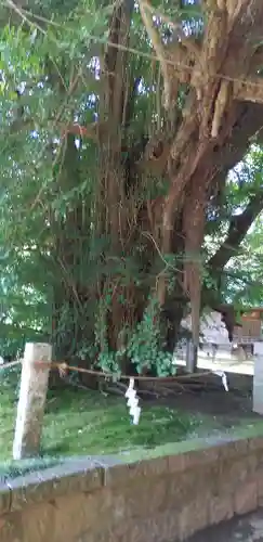 野木神社の自然