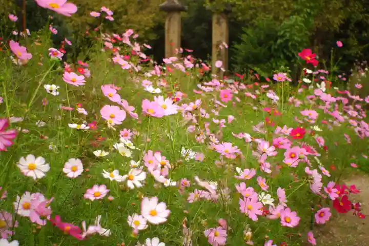 般若寺 ❁コスモス寺❁(奈良県)