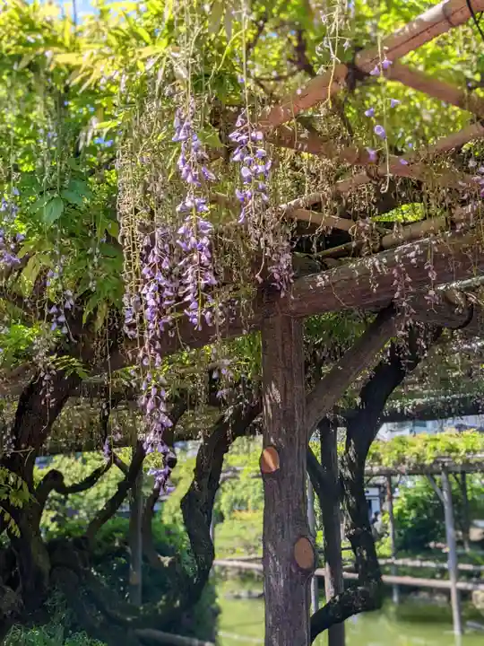 亀戸天神社の自然