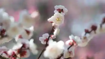 道明寺天満宮(大阪府)