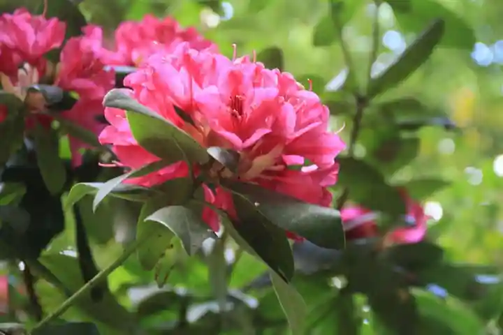 阿邪訶根神社の庭園