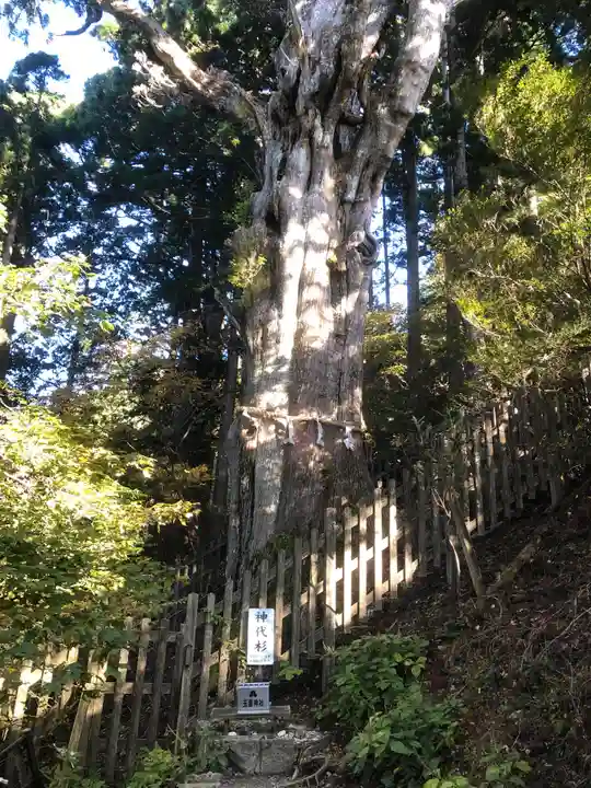 玉置神社の自然