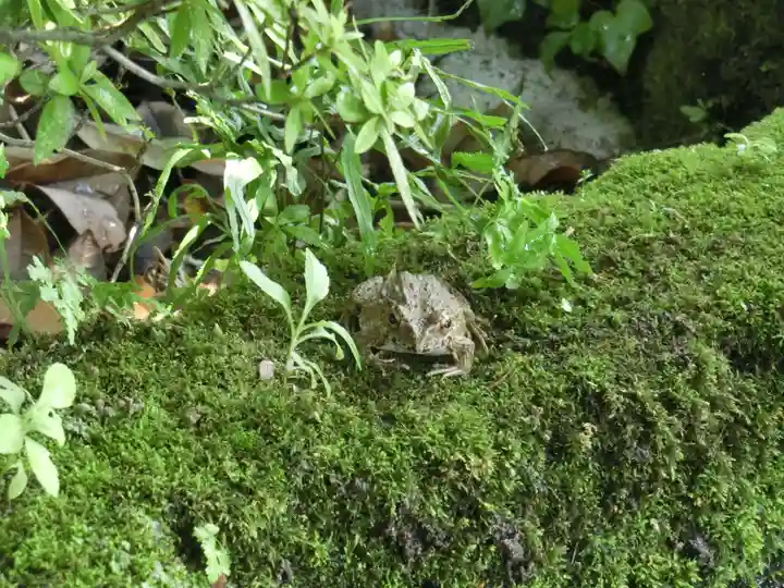 雲巌禅寺の動物
