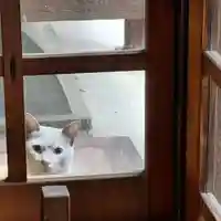 三輪神社の動物