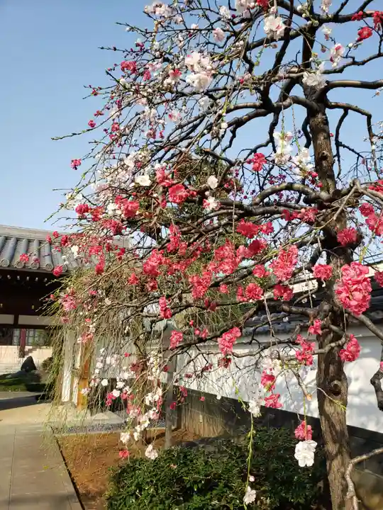 圓照寺(東京都)
