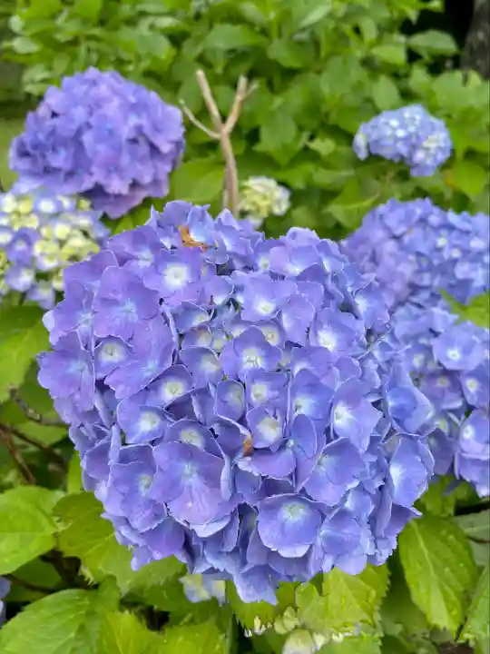 廣渡寺(埼玉県)