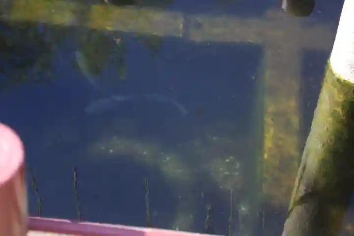 息栖神社の動物